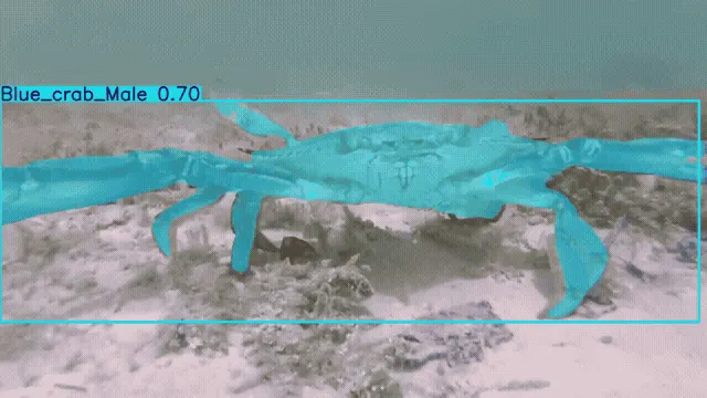 Underwater blue crab detection sequence including missed and occluded instances.